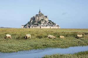 Stronghold Prints: Sheep grazing with the village in the background