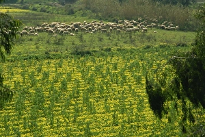 Faro Prints: Sheep grazing among wild flowers near Faro Airport, Algarve, Portugal, Europe