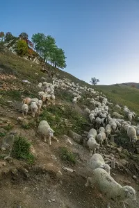 Indigenous Prints: Sheep are guided home by shepherds after grazing in the hills of Dagestan