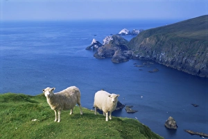 Edge Prints: Sheep, Hermaness Nature Reserve