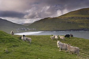 Farm Animals Prints: Sheep, Husavik bay and village in background, Sandoy, Faroe Islands (Faroes)