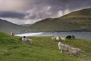 Sheep, Husavik bay and village in background, Sandoy, Faroe Islands (Faroes)