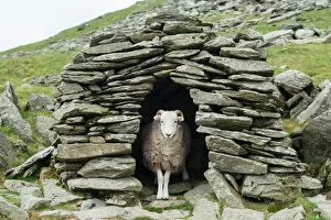 Eye Contact Gallery: A sheep inside an old shepherds stone shelter on the trail to The Old Man of Coniston