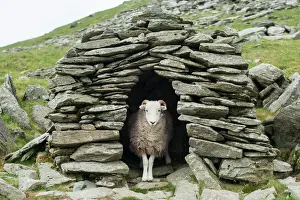 Portrait Prints: A sheep inside an old shepherds stone shelter on the trail to The Old Man of Coniston