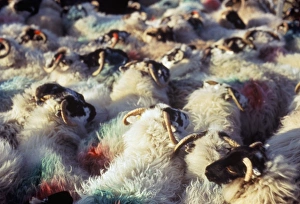 Repeating Prints: Sheep, island of Harris