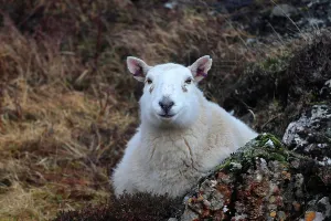Pastoral Prints: Sheep, Isle of Skye, Scotland