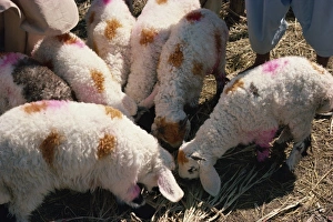 Karachi Prints: Sheep at Karachi market