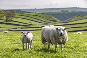 Farm Animal Prints: Sheep and lamb above Cressbrook Dale, typical spring landscape in the White Peak