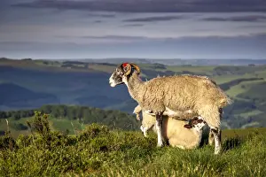 Immature Prints: Sheep with lamb on Stanage Edge, Peak District National Park, Derbyshire, England