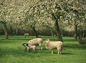 Herefordshire Collection: Sheep and lambs beneath apple trees in blossom in spring in a cider orchard in Herefordshire
