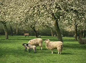 Lamb Prints: Sheep and lambs beneath apple trees in blossom in spring in a cider orchard in Herefordshire