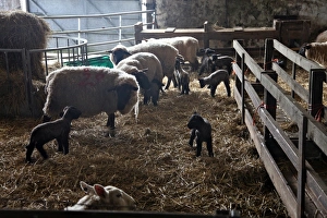 Sheep and lambs on a Dartmoor farm, Devon, England, United Kingdom, Europe