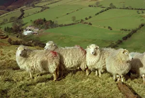 Live Stock Prints: Sheep between Llanarmon and Llanrhaeadr