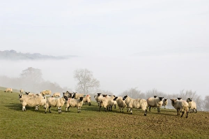 Ovis Aries Prints: Sheep in misty weather on the Mynyd Epynt moorland, Powys, Wales, United Kingdom, Europe