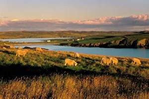 Shetland Prints: Sheep near Hillswick, Eshaness, Northmavine, Shetland Islands, Scotland