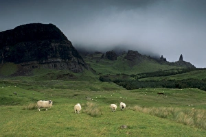 Moody Prints: Sheep and Old Man of Storr in the distance on right