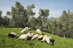 Grove Prints: Sheep in olive grove, Patsos, Rethimnon (Rethymno) region