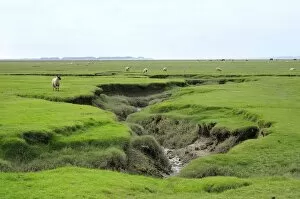Images Dated 16th August 2009: Sheep (Ovis aries) grazing Llanrhidian salt marshes by tidal creeks, The Gower Peninsula, Wales