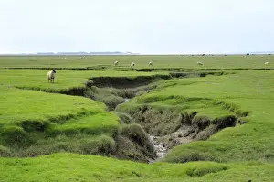 Marshes Prints: Sheep (Ovis aries) grazing Llanrhidian salt marshes by tidal creeks