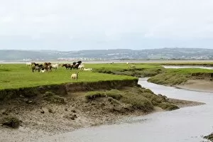 Sheep (Ovis aries) and Welsh ponies (Equus caballus) on Llanrhidian saltmarshes as the tide rises, The Gower Peninsula