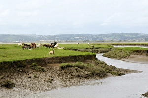 Sheep (Ovis aries) and Welsh ponies (Equus caballus) on Llanrhidian saltmarshes as the tide rises, The Gower Peninsula Sheep (Ovis aries) and Welsh ponies (Equus caballus) on Llanrhidian saltmarshes as the tide rises, The Gower Peninsula