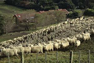 Implement Prints: Sheep penned for shearing