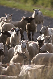 Shetland Prints: Sheep rearing is one of the main economic activities in Shetland