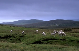 Sheep rearing is one of the main economic activities in Shetland