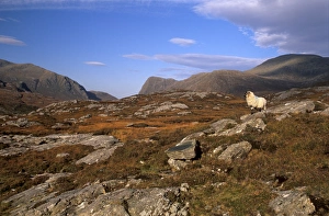 Harris Prints: Sheep, rocky outcrops of Forest of Harris