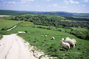 South Downs Prints: Sheep on the South Downs near Lewes, East Sussex, England, United Kingdom, Europe