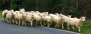 Zealand Prints: Sheep, South Island, New Zealand