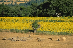 Sheep and sunflowers, Vaucluse, Provence, France, Europe