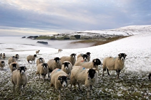 Large Group Prints: Sheep waiting to be fed in winter