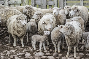 Sheep waiting to be shorn at Long Island sheep Farms, outside Stanley, Falkland Islands, U. K. Overseas Protectorate, South America