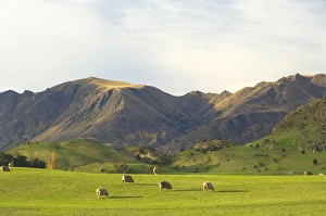 Contrasting Prints: Sheep, Wanaka