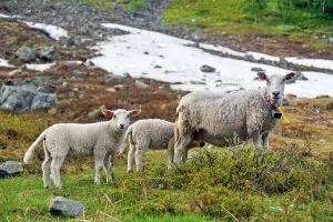 Pastoral Prints: Sheep on the way up to the Steindalsbreen glacier