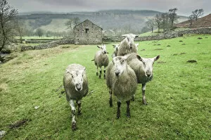 Sheep Collection: Sheep Wharfedale, Yorkshire, England, United Kingdom, Europe