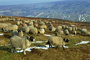 Live Stock Prints: Sheep in winter, North Yorkshire Moors, England, United Kingdom, Europe