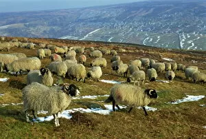 Images Dated 25th February 2008: Sheep in winter, North Yorkshire Moors, England, United Kingdom, Europe