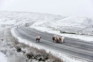 Ovis Aries Prints: Sheep in a wintry landscape on the Mynydd Epynt moorland, Powys, Wales, United Kingdom