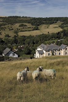 Cotswold Prints: Sheep, Woodmancote village viewed from Cleeve Hill, The Cotswolds, Gloucestershire
