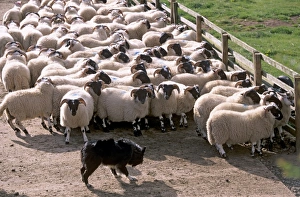 Lothian Prints: Sheepdog and sheep