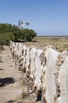 Images Dated 7th March 2009: Sheepskins drying in the sun, Valdes Peninsula, Patagonia, Argentina, South America