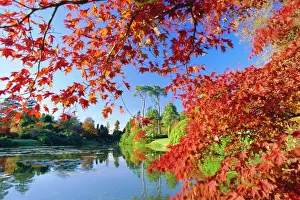 Orange Prints: Sheffield Park Garden, the Middle Lake framed by scarlet Acer leaves, Autumn