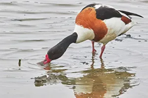 Shorebird Prints: A Shelduck (Tadorna tadorna), on Brownsea Island