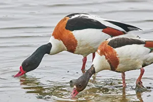 Ecosystem Health Prints: A Shelduck (Tadorna tadorna) pair