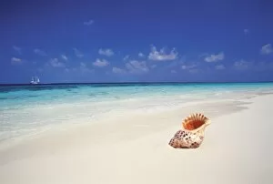 Shell on a deserted beach, Maldives, Indian Ocean, Asia