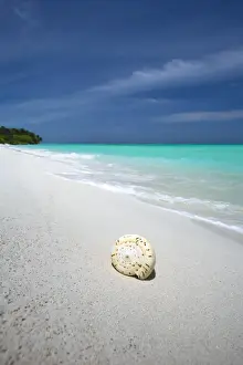 One Object Prints: Shell on tropical beach, Maldives, Indian Ocean, Asia