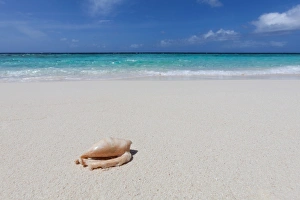 One Object Prints: A shell washed up on a deserted beach on an island in the Maldives, Indian Ocean, Asia