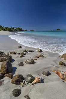 Shell Prints: Shells and rocks lie on the beach of Spearn Bay lit the tropical sun and washed by Caribbean Sea